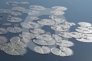 THAILAND ISAN UDON THANI KUMPHAWAPI LOTUS LAKE