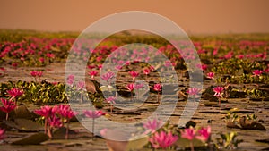 THAILAND ISAN UDON THANI KUMPHAWAPI LOTUS LAKE