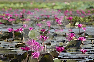 THAILAND ISAN UDON THANI KUMPHAWAPI LOTUS LAKE