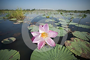 THAILAND ISAN UDON THANI KUMPHAWAPI LOTUS LAKE