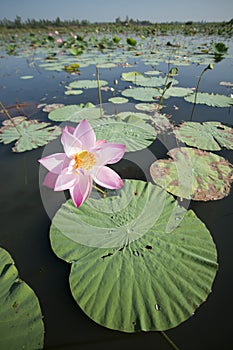 THAILAND ISAN UDON THANI KUMPHAWAPI LOTUS LAKE