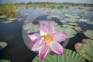 THAILAND ISAN UDON THANI KUMPHAWAPI LOTUS LAKE