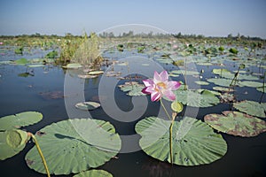 THAILAND ISAN UDON THANI KUMPHAWAPI LOTUS LAKE