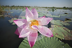 THAILAND ISAN UDON THANI KUMPHAWAPI LOTUS LAKE