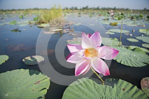 THAILAND ISAN UDON THANI KUMPHAWAPI LOTUS LAKE