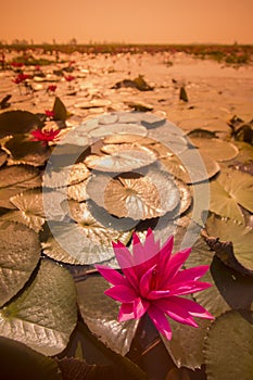 THAILAND ISAN UDON THANI KUMPHAWAPI LOTUS LAKE