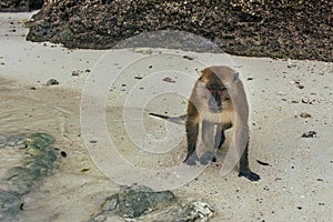 Thailand island, monkey beach fluffy citizens