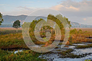 Thailand Landscape : Wetland in Songkhla