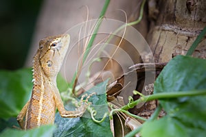 Thailand. Look Wild lizard