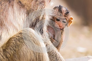Thailand Lopburi Monkey at lopburi Thaialnd