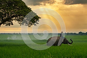 Thailand, the mahout, and elephant in the green rice field during the sunrise