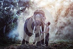 Thailand The mahout man and elephant