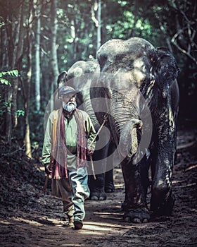 Thailand The mahout man and elephant in wild this is lifestyle of people in Surin province Thailand