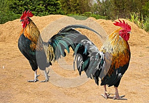 Tailandia masculino gallo en 