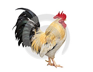 Thailand male chicken rooster isolated