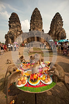 Thailand Monkey Party ( Thailand Monkey Buffet ).