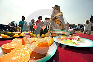 Thailand Monkey Party ( Thailand Monkey Buffet ).