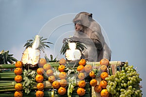 Thailand Monkey Party ( Thailand Monkey Buffet )