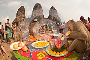 Thailand Monkey Party ( Thailand Monkey Buffet ).