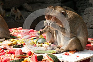 Thailand Monkey Party ( Thailand Monkey Buffet ).