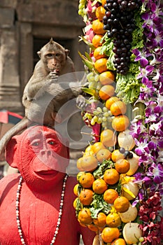 Thailand Monkey Party ( Thailand Monkey Buffet ).