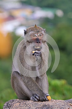 Thailand monkeys