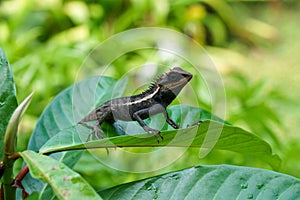 Thailand mountain horned dragon lizard on a leaf