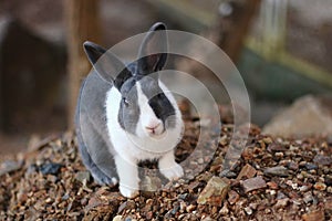 Thailand native bunny