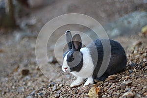 Thailand native bunny