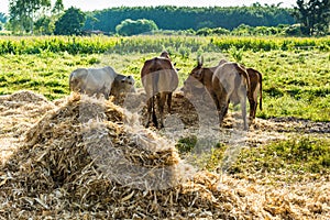 Thailand native cow.