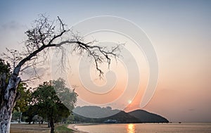 The Thailand ocean beach sunset with dead tree.