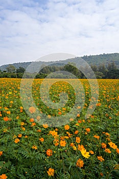 Orange Cosmic Flowers Field Background