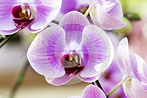 Thailand orchids