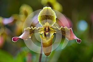 Thailand Orchids in a wild