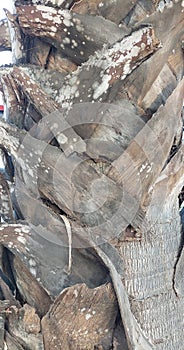 Texture of Natural Dried Palm Tree Trunk. photo