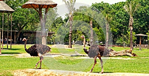 Thailand, Pattaya, Khao Kheo zoo, nature, Asia, ostriches