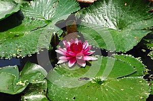 Thailand; pattaya water lili