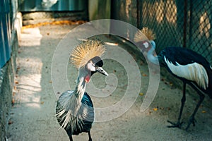 Thailand - Phuket - Bird Park. Closeup portrait of Crowned Crane