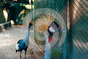 Thailand - Phuket - Bird Park. Closeup portrait of Crowned Crane