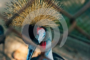 Thailand - Phuket - Bird Park. Closeup portrait of Crowned Crane