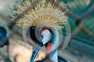 Thailand - Phuket - Bird Park. Closeup portrait of Crowned Crane