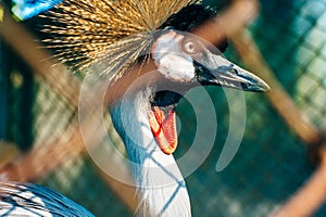 Thailand - Phuket - Bird Park. Closeup portrait of Crowned Crane