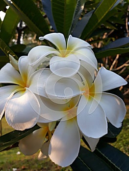 Thailand. Plumeria frangipani National Thai flower.