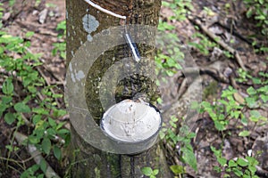 THAILAND PRACHUAP BANG SAPHAN RUBBER TREE