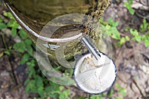 THAILAND PRACHUAP BANG SAPHAN RUBBER TREE