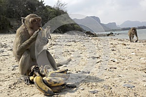 THAILAND PRACHUAP SAM ROI YOT KO KHO RAM ISLAND MONKEY