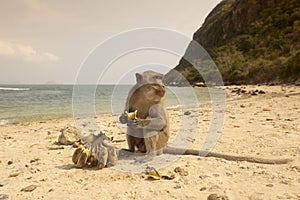 THAILAND PRACHUAP SAM ROI YOT KO KHO RAM ISLAND MONKEY