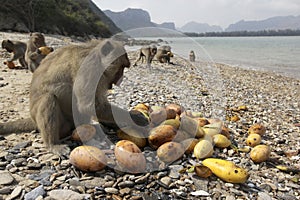 THAILAND PRACHUAP SAM ROI YOT KO KHO RAM ISLAND MONKEY