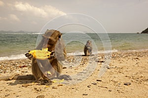 THAILAND PRACHUAP SAM ROI YOT KO KHO RAM ISLAND MONKEY