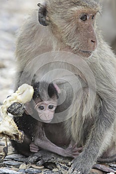 THAILAND PRACHUAP SAM ROI YOT KO KHO RAM ISLAND MONKEY